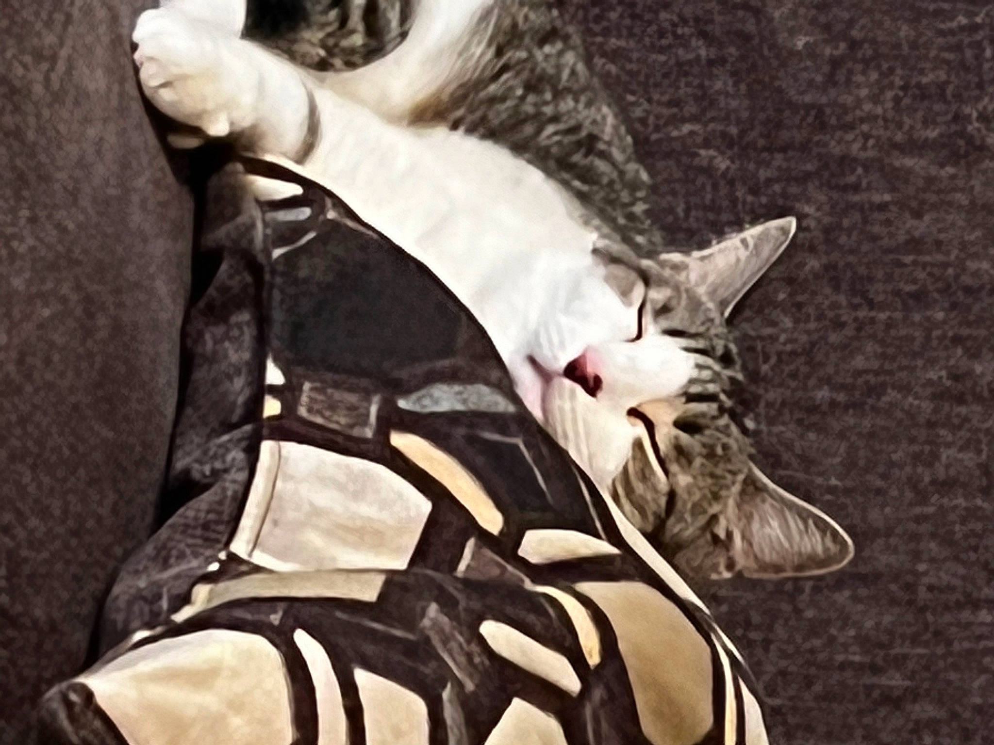 Meow is registered to the contest to win money with this photo: bag, carmine, carnivore, cat, comfort, fashion_accessory, felidae, fur, human_leg, leather, leather_jacket, luggage_and_bags, monochrome, monochrome_photography, personal_protective_equipment, sleeve, small_to_medium_sized_cats, sportswear, sunglasses, whiskers