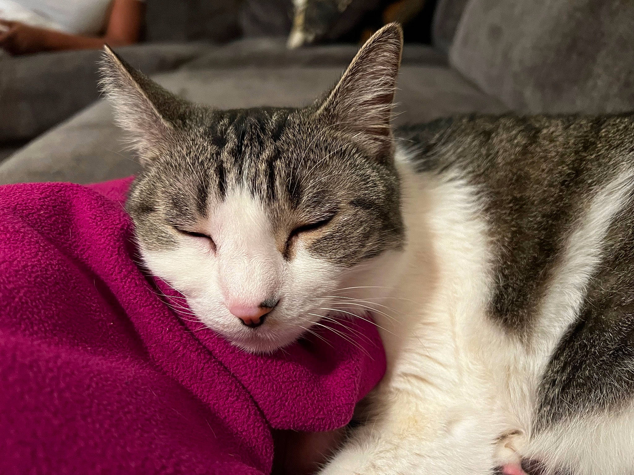 Meow is registered to the contest to win money with this photo: carmine, carnivore, cat, cat_supply, claw, comfort, domestic_short_haired_cat, eye, felidae, foot, fur, grass, nap, paw, sitting, sleep, small_to_medium_sized_cats, snout, tail, whiskers