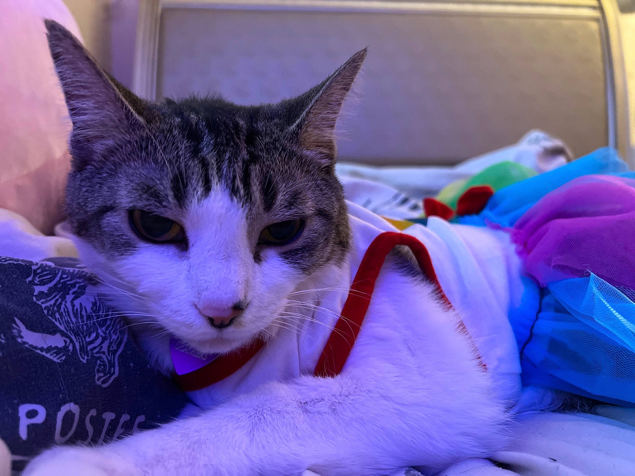 Meow is registered to the contest to win money with this photo: bed, carnivore, cat, claw, comfort, domestic_short_haired_cat, electric_blue, felidae, fur, gesture, lap, magenta, nail, paw, pink, purple, small_to_medium_sized_cats, snout, whiskers