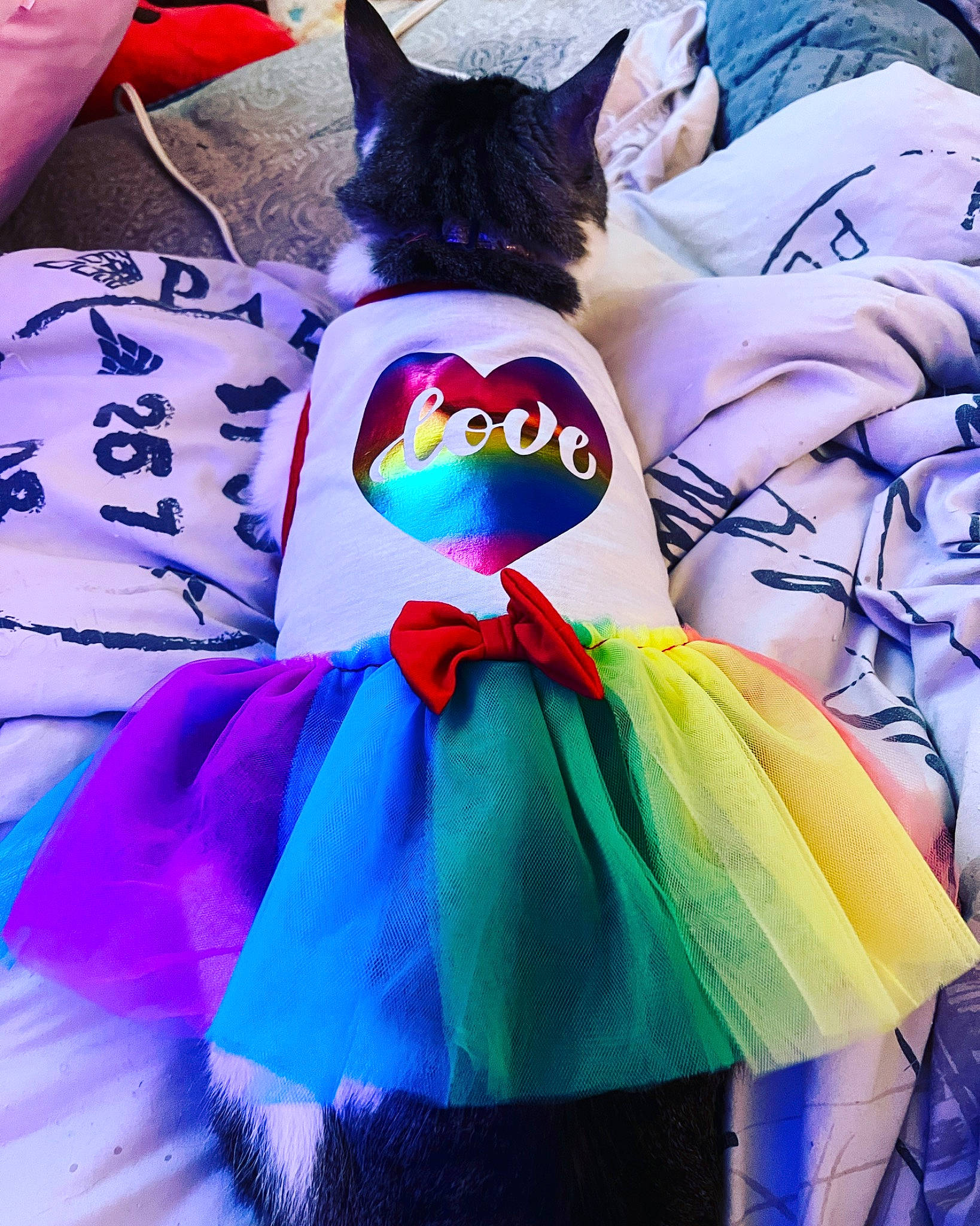 Meow is registered to the contest to win money with this photo: carnivore, cat, costume_hat, electric_blue, event, felidae, fur, green, linens, magenta, pink, plush, purple, small_to_medium_sized_cats, stuffed_toy, tail, textile, toy, whiskers, white