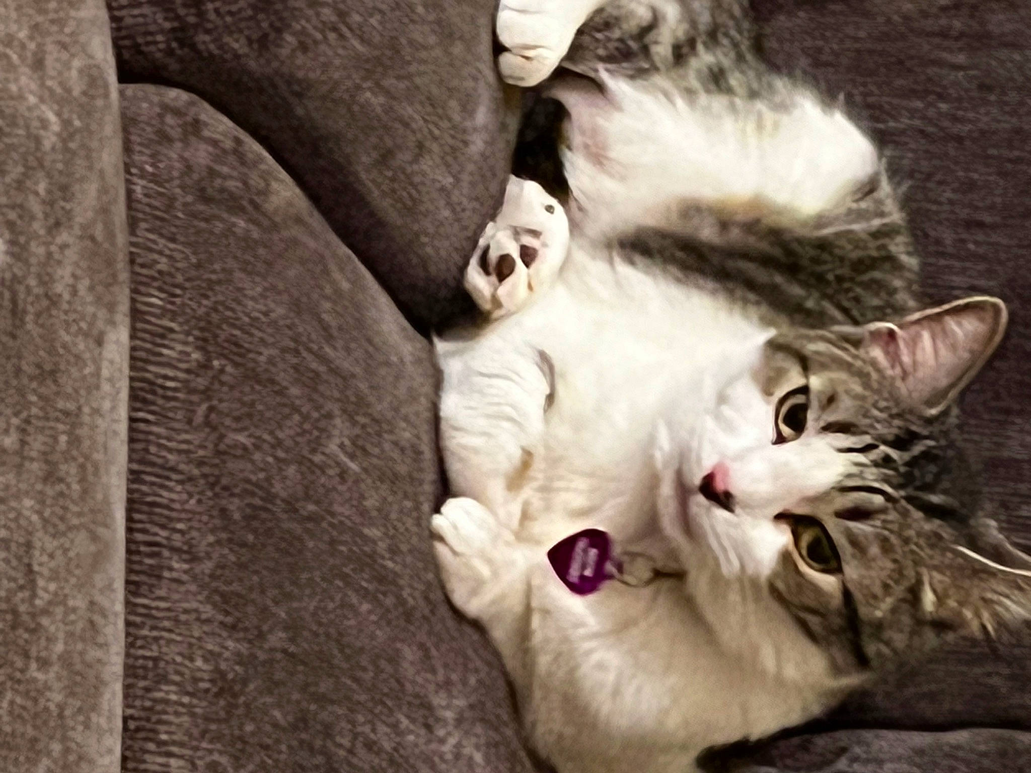 Meow is registered to the contest to win money with this photo: carnivore, cat, claw, comfort, domestic_short_haired_cat, fang, felidae, fur, grey, paw, small_to_medium_sized_cats, snout, tail, terrestrial_animal, whiskers