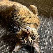 Oliver Mj Iii is registered to the contest to win money with this photo: tabby_cat, cat, pet, animal, fur, whiskers, ears, eyes, carpet, floor, indoor, relaxed, lying_down, upside_down, paw, domestic, home, bare_foot, texture, curious