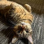 tabby_cat, cat, pet, animal, fur, whiskers, ears, eyes, carpet, floor, indoor, relaxed, lying_down, upside_down, paw, domestic, home, bare_foot, texture, curious