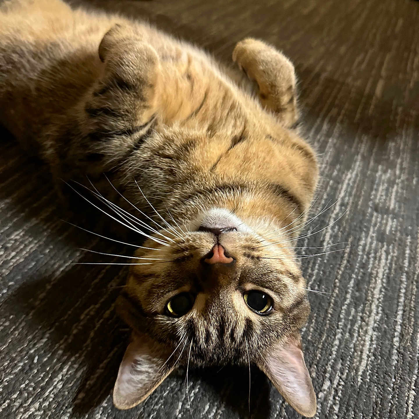 Oliver Mj Iii is registered to the contest to win money with this photo: animal, bare_foot, carpet, cat, curious, domestic, ears, eyes, floor, fur, home, indoor, lying_down, paw, pet, relaxed, tabby_cat, texture, upside_down, whiskers