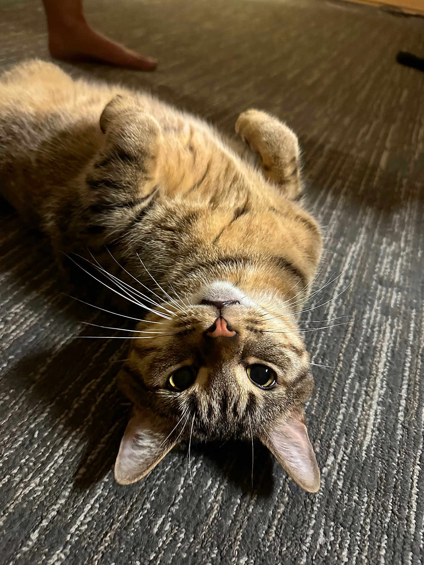 Oliver Mj Iii is registered to the contest to win money with this photo: tabby_cat, cat, pet, animal, fur, whiskers, ears, eyes, carpet, floor, indoor, relaxed, lying_down, upside_down, paw, domestic, home, bare_foot, texture, curious