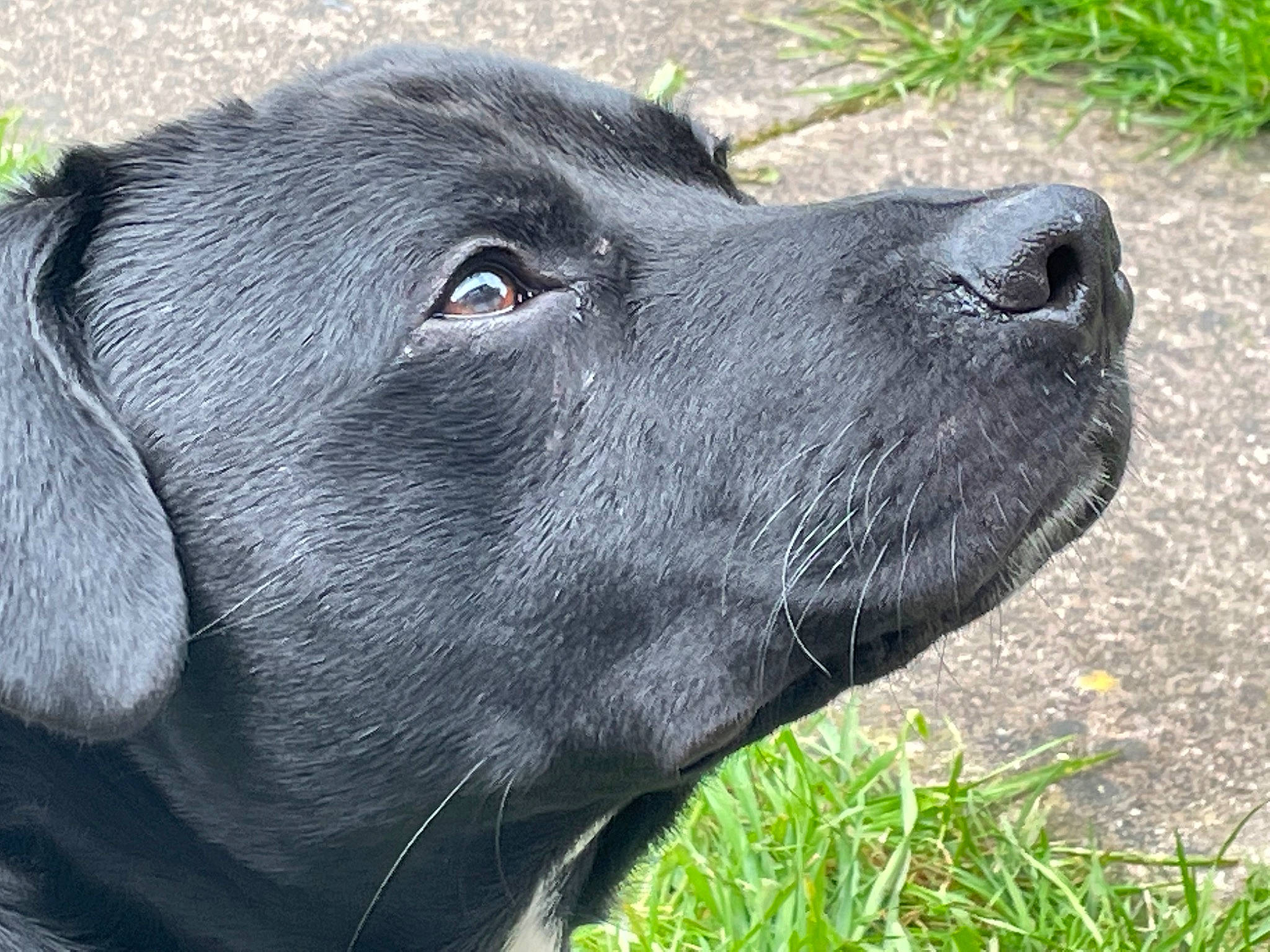 Luce joined the competition — help win amazing prizes! borador, canidae, carnivore, collar, companion_dog, dog, dog_breed, dog_collar, event, fur, grass, gun_dog, liver, plant, retriever, snout, sporting_group, terrestrial_animal, whiskers, working_animal