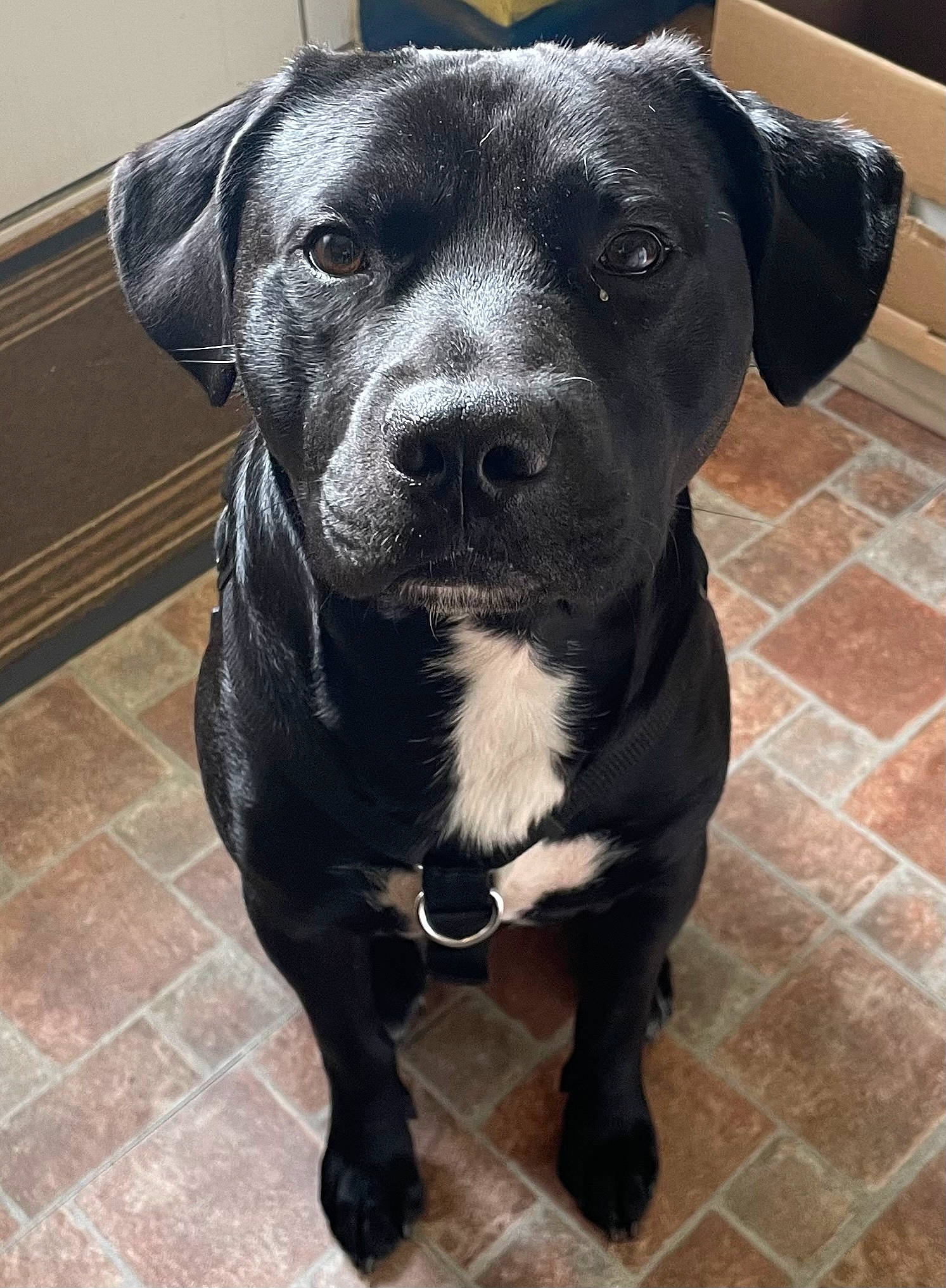 Luce joined the competition — help win amazing prizes! borador, canidae, carnivore, collar, companion_dog, dog, dog_breed, dog_collar, flooring, fur, non_sporting_group, pet_supply, snout, sporting_group, terrestrial_animal, whiskers, working_animal