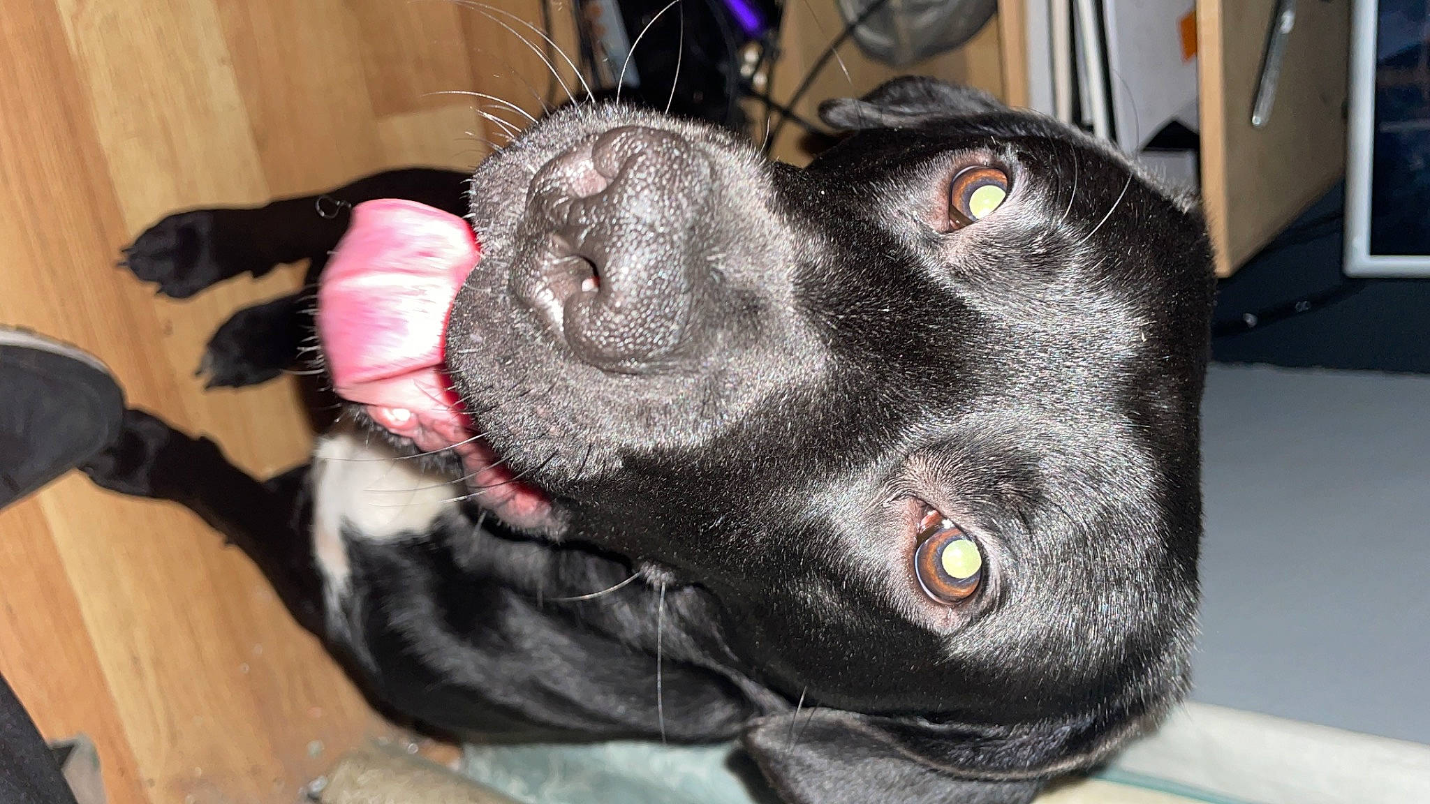 Luce joined the competition — help win amazing prizes! borador, canidae, carnivore, collar, companion_dog, dog, dog_breed, dog_collar, ear, fur, guard_dog, hardwood, jaw, non_sporting_group, paw, snout, sporting_group, tail, whiskers, working_dog