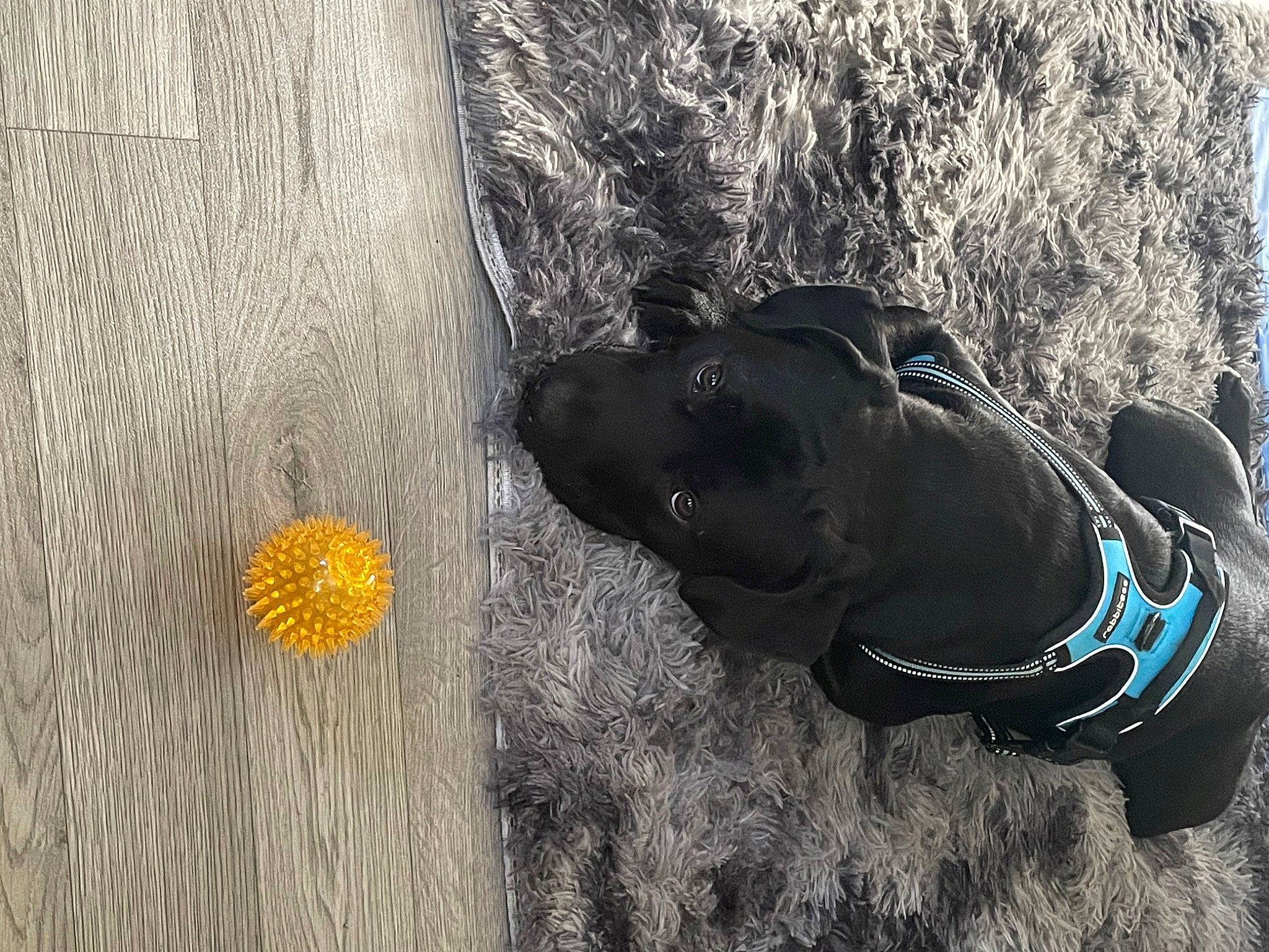 Luce is registered to the contest to win money with this photo: asphalt, carnivore, dog, dog_breed, dog_collar, fawn, flooring, grass, grey, human_leg, landscape, leash, people_in_nature, petal, plant, recreation, road_surface, snout, sporting_group, wood