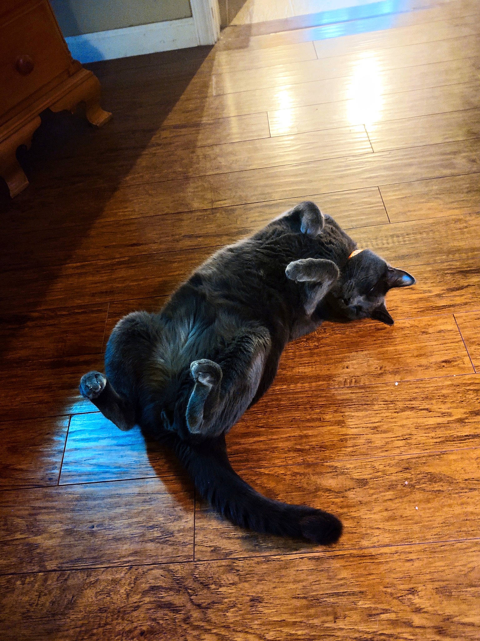 Storm joined the competition — help win amazing prizes! black_cat, canidae, carnivore, cat, dog, dog_breed, felidae, floor, flooring, fur, hardwood, laminate_flooring, puppy, small_to_medium_sized_cats, sporting_group, tail, wood, wood_flooring