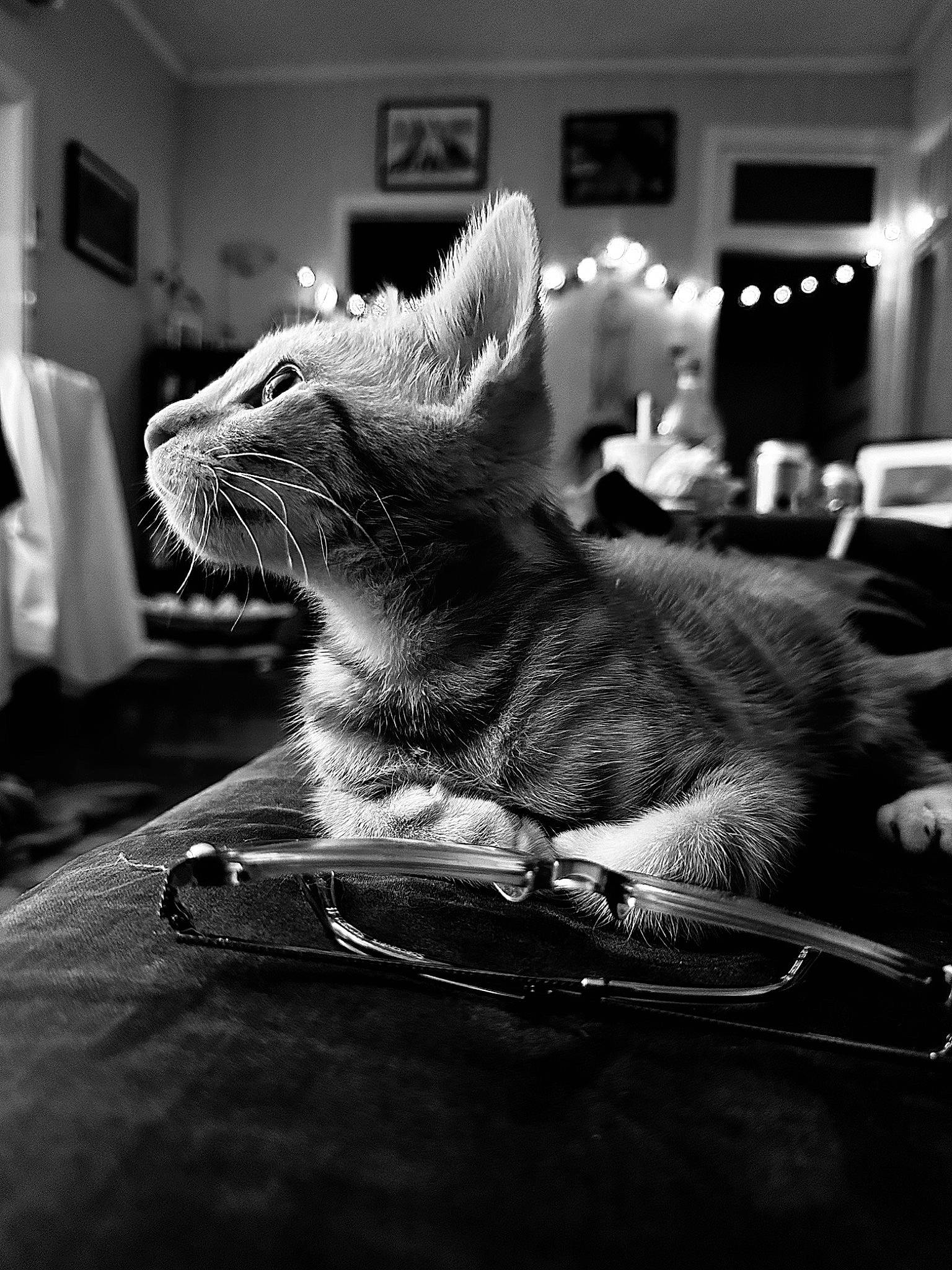 Spinach joined the competition — help win amazing prizes! black_and_white, canidae, carnivore, cat, claw, comfort, domestic_short_haired_cat, felidae, fur, gesture, grey, monochrome, monochrome_photography, small_to_medium_sized_cats, snout, style, tail, terrestrial_animal, whiskers, window