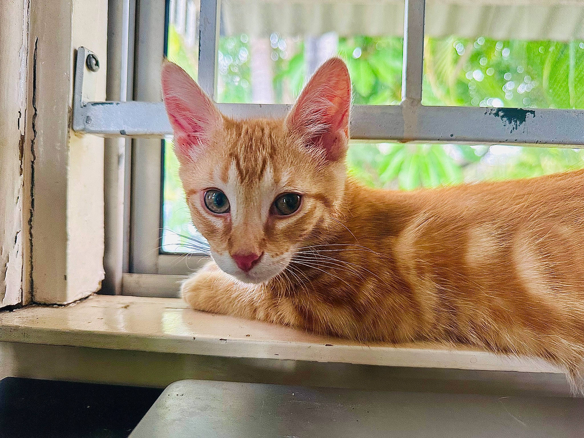 Spinach is registered to the contest to win money with this photo: carnivore, cat, claw, domestic_short_haired_cat, fawn, felidae, fur, paw, pet_supply, sitting, small_to_medium_sized_cats, snout, tail, terrestrial_animal, whiskers, wildlife, window, wood