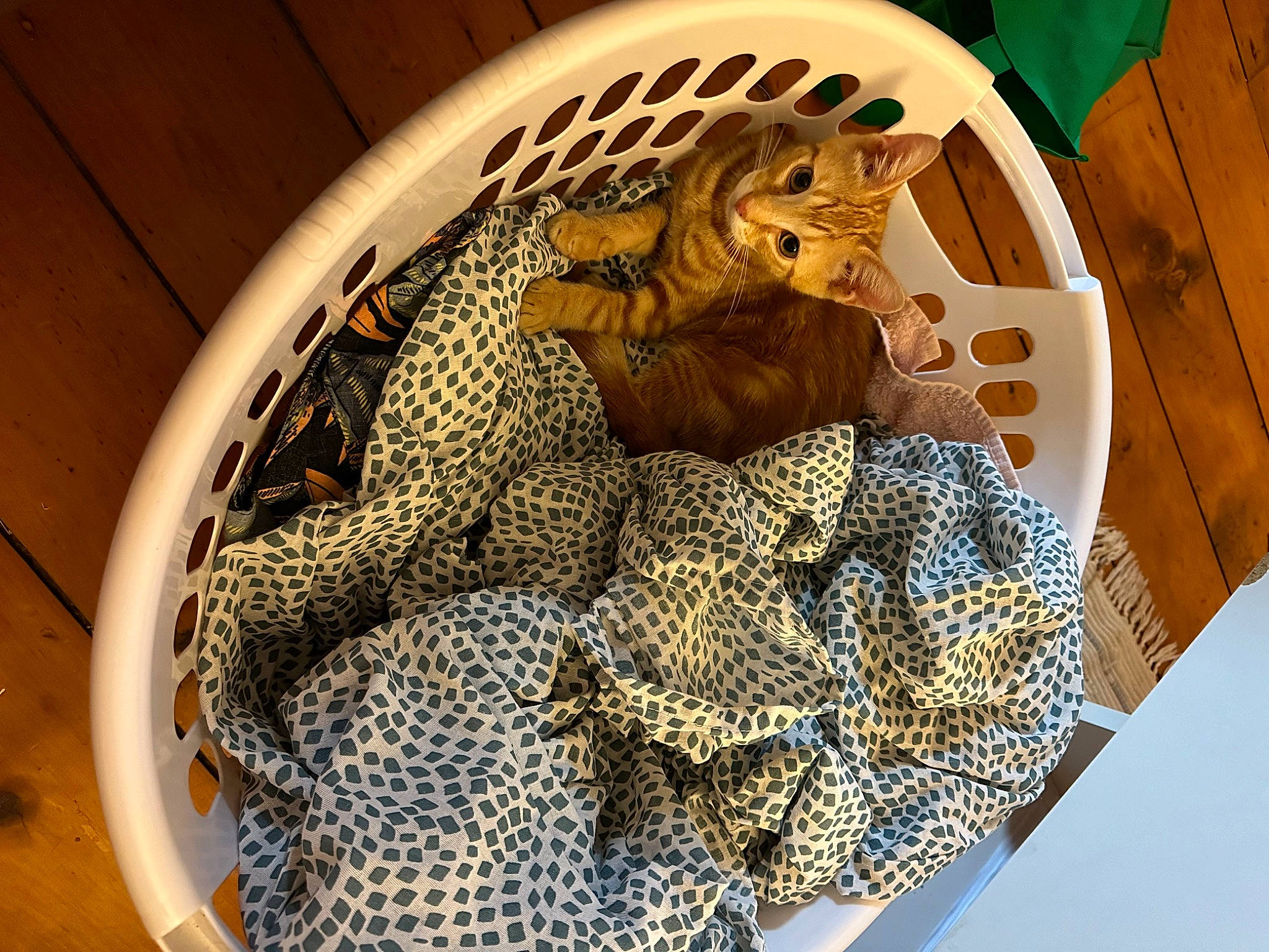 Spinach joined the competition — help win amazing prizes! art, artifact, big_cats, carving, circle, comfort_food, felidae, glass, home_accessories, ingredient, metal, pattern, reptile, terrestrial_animal, toy, visual_arts, wood