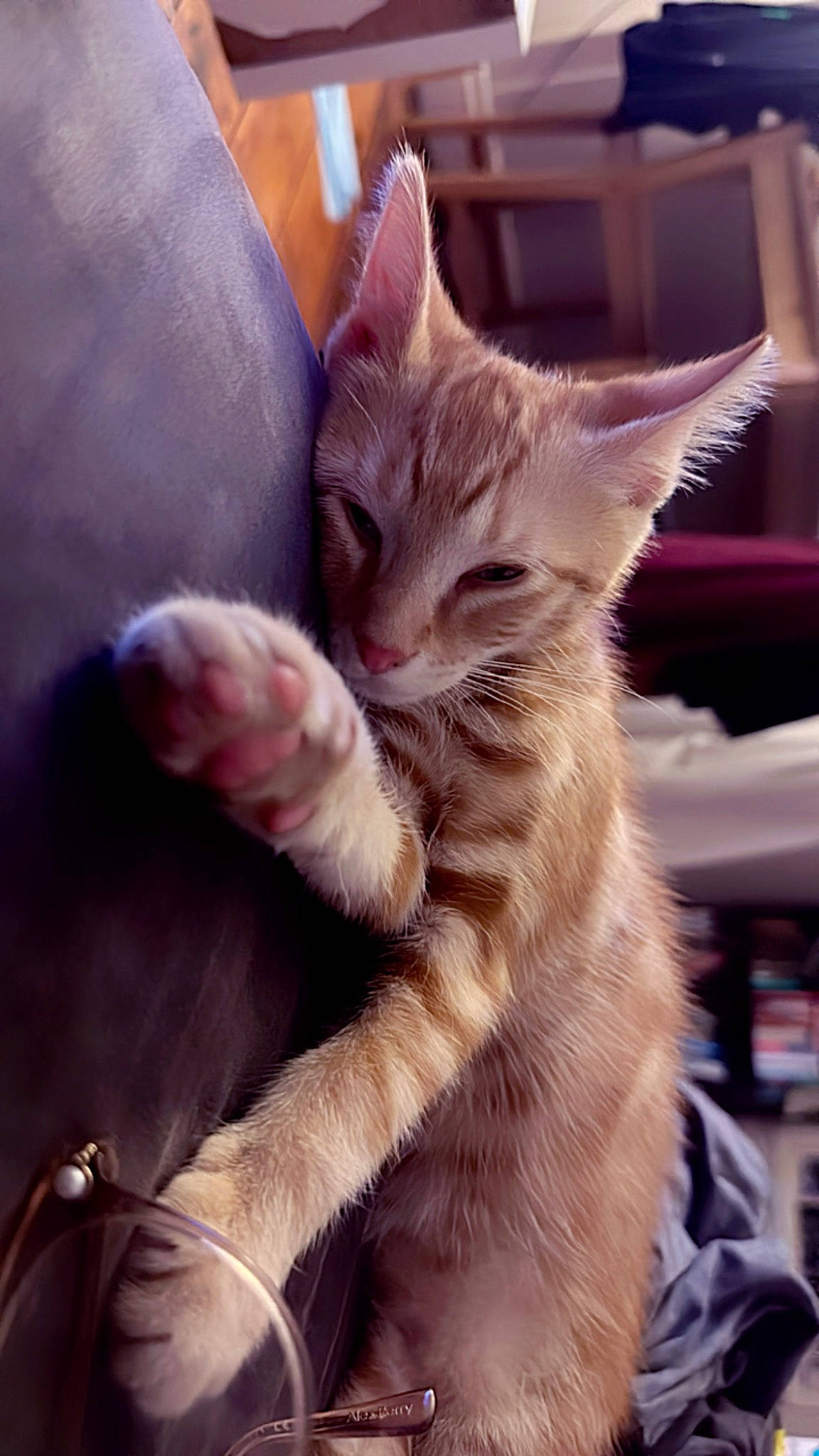 Spinach is registered to the contest to win money with this photo: carnivore, cat, claw, comfort, domestic_short_haired_cat, ear, fawn, felidae, fur, gesture, human_leg, lap, paw, photo_caption, sitting, small_to_medium_sized_cats, snout, tail, whiskers, wildlife