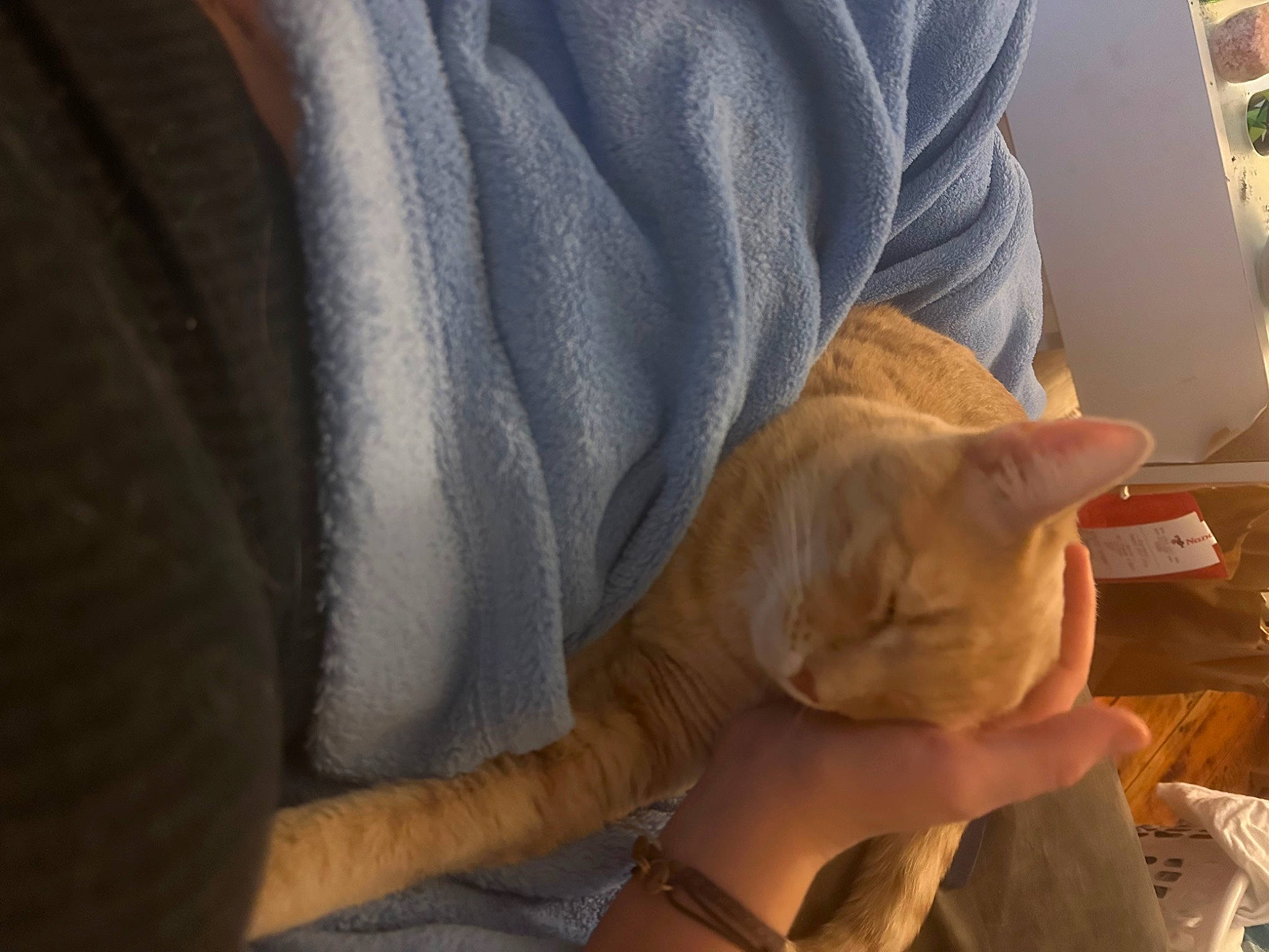 Gouda joined the competition — help win amazing prizes! carnivore, cat, comfort, domestic_short_haired_cat, elbow, fawn, felidae, foot, fur, gesture, human_leg, knee, lap, nail, paw, small_to_medium_sized_cats, tail, whiskers, wood, wrist