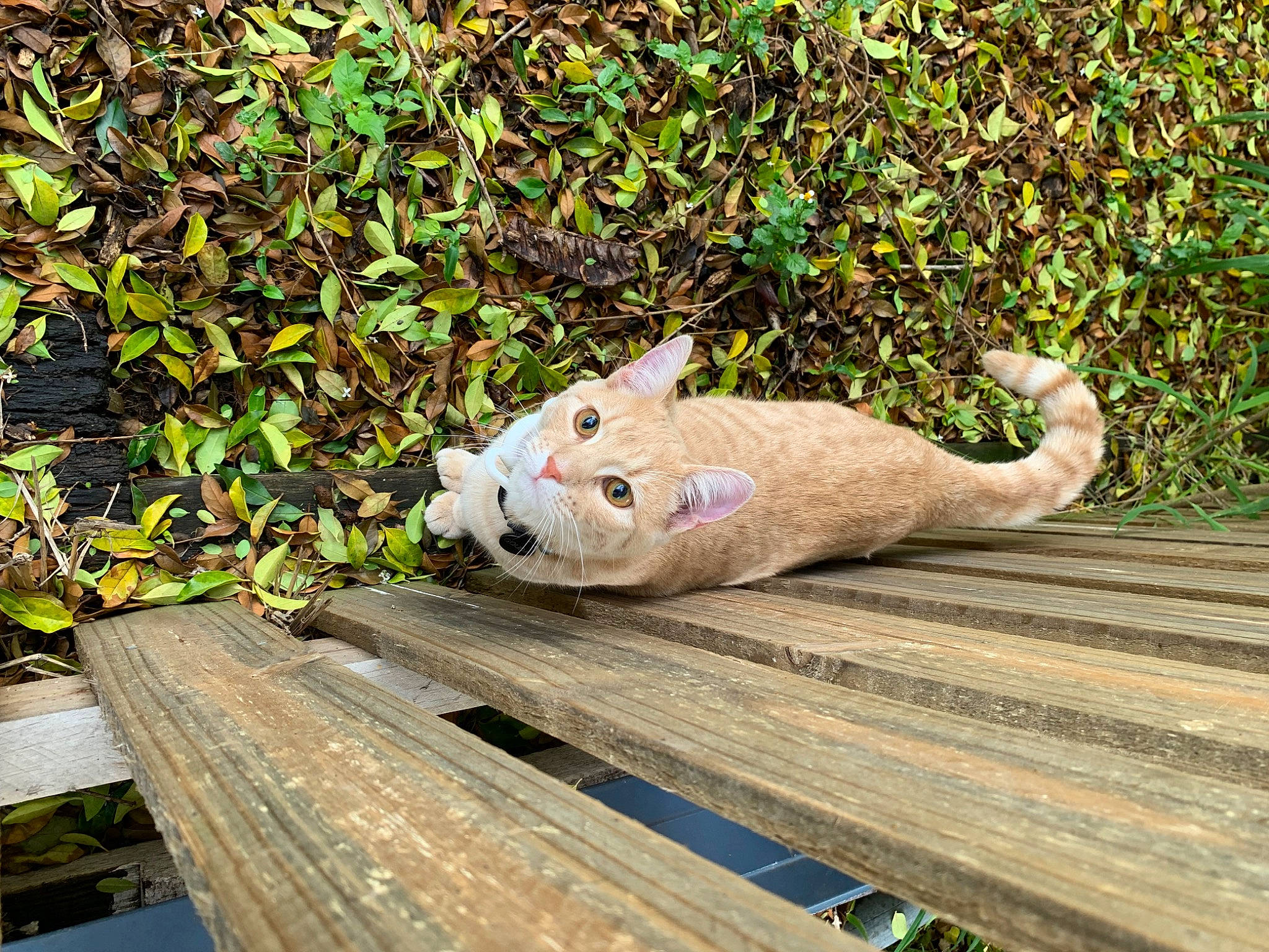 Gouda is registered to the contest to win money with this photo: carnivore, cat, companion_dog, dog_breed, domestic_short_haired_cat, fawn, felidae, fur, grass, hardwood, mammal, outdoor_furniture, plant, small_to_medium_sized_cats, snout, sporting_group, tail, terrestrial_animal, whiskers, wood