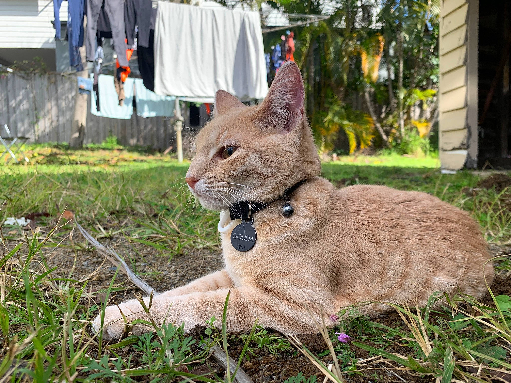 Gouda joined the competition — help win amazing prizes! big_cats, carnivore, cat, cougar, domestic_short_haired_cat, fawn, felidae, fur, grass, groundcover, lynx, plant, puma, small_to_medium_sized_cats, snout, tail, terrestrial_animal, tree, whiskers, wildlife