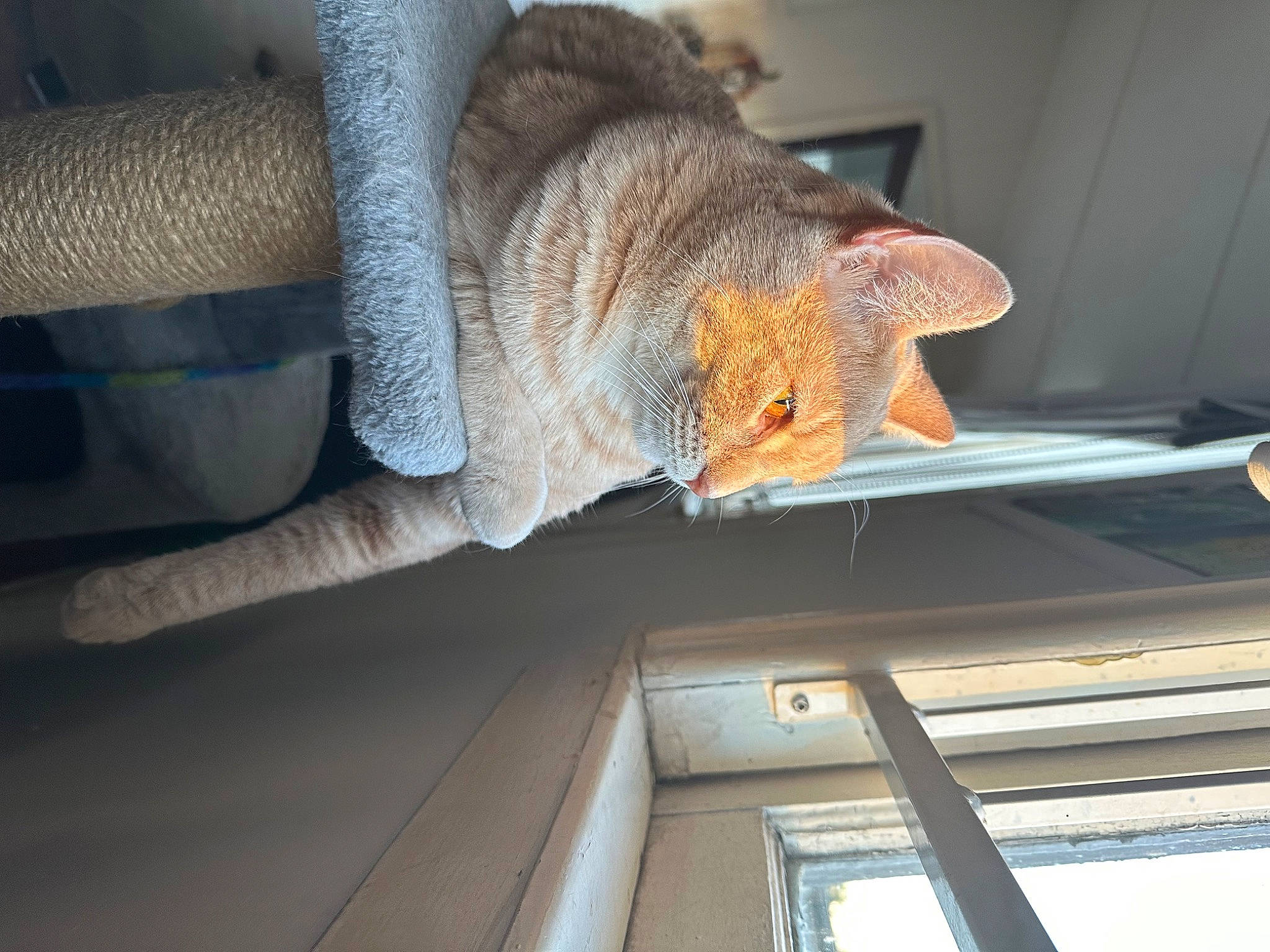 Gouda joined the competition — help win amazing prizes! auto_part, automotive_exterior, automotive_window_part, carnivore, cat, claw, comfort, domestic_short_haired_cat, fawn, felidae, fur, metal, room, small_to_medium_sized_cats, snout, tail, vehicle_door, whiskers, window, wood