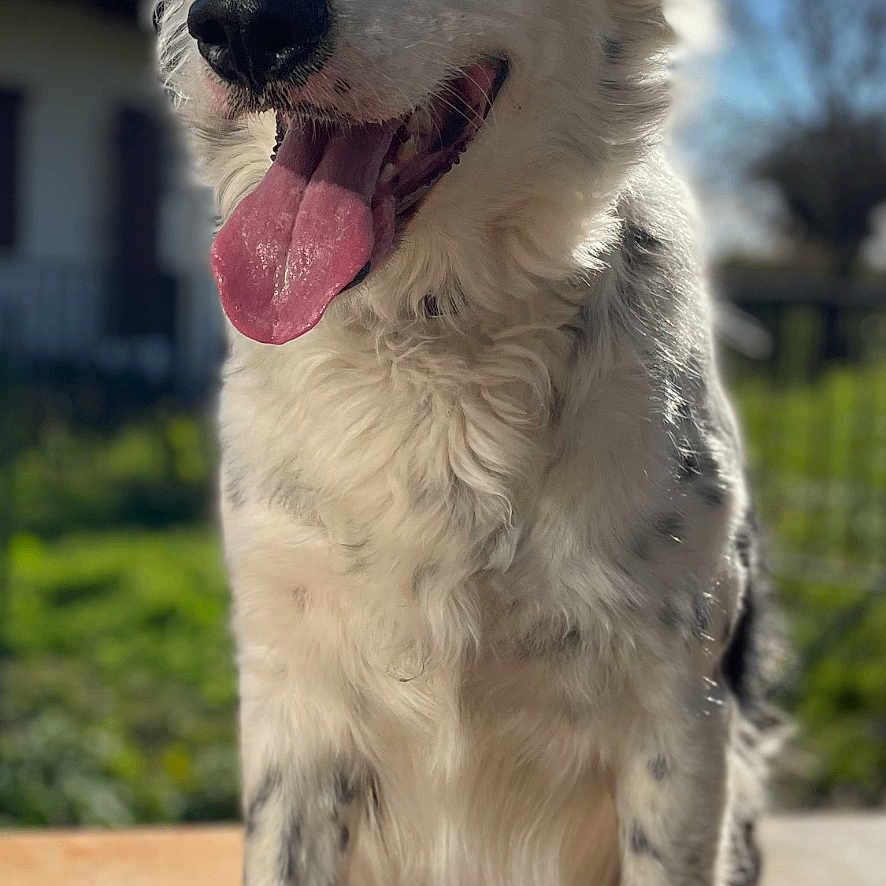 Olaf a rejoint le concours — aidez-le/la à gagner de superbes lots ! accessories, animal, bodypart, canine, cockerspaniel, collie, dog, eskimodog, goldenretriever, hound, husky, labradorretriever, mouth, person, pet, puppy, strap, terrier, tongue, whitedog