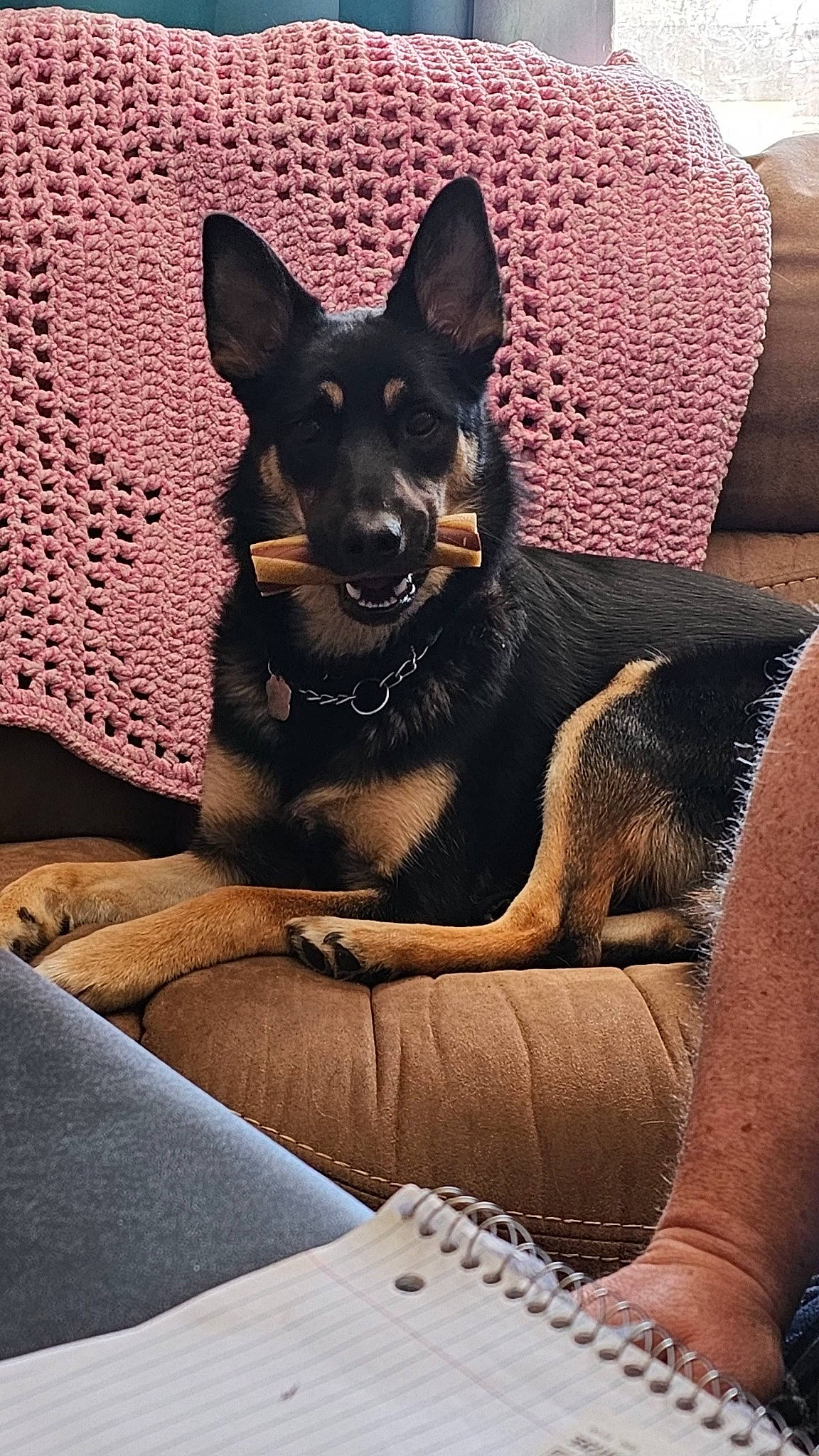 Gabbi joined the competition — help win amazing prizes! canidae, carnivore, comfort, companion_dog, couch, dog, dog_breed, dog_supply, fawn, fur, grey, non_sporting_group, paw, sitting, snout, sporting_group, toy_dog, whiskers, working_animal, working_dog