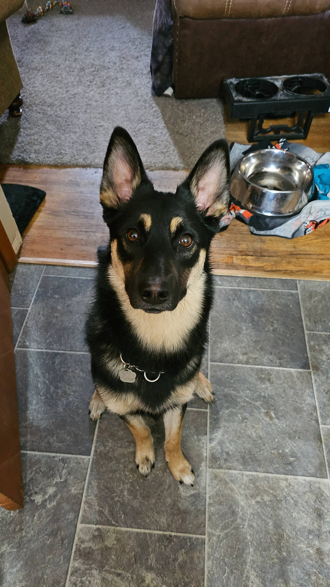 Gabbi is registered to the contest to win money with this photo: automotive_tire, carnivore, coffeemaker, collar, companion_dog, dog, dog_breed, dog_supply, electric_kettle, flooring, fur, gas, kettle, kitchen_appliance, paw, road_surface, sporting_group, toy_dog, working_animal, working_dog