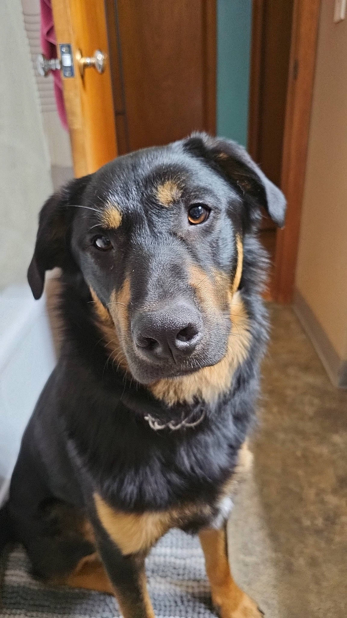 Raider joined the competition — help win amazing prizes! canidae, carnivore, collar, companion_dog, dog, dog_breed, door, fur, guard_dog, snout, sporting_group, terrestrial_animal, whiskers, working_animal, working_dog