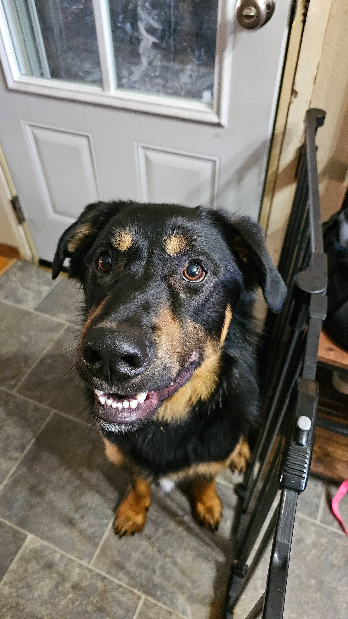 Raider is registered to the contest to win money with this photo: canidae, carnivore, collar, companion_dog, dog, dog_breed, door, flooring, fur, guard_dog, pet_supply, snout, sporting_group, whiskers, working_animal, working_dog