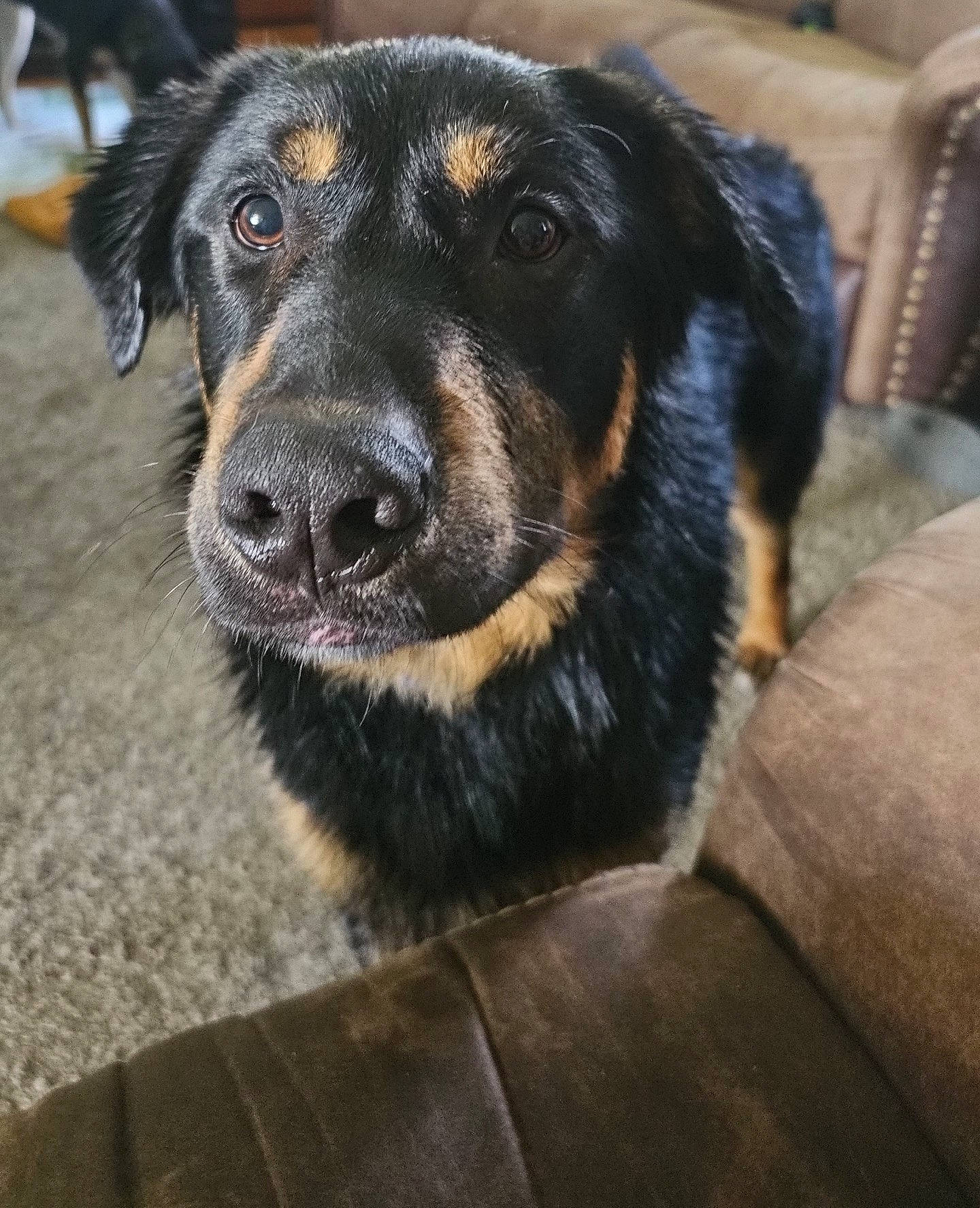 Raider is registered to the contest to win money with this photo: canidae, carnivore, collar, companion_dog, dog, dog_breed, fur, guard_dog, herding_dog, snout, sporting_group, terrestrial_animal, whiskers, working_animal, working_dog