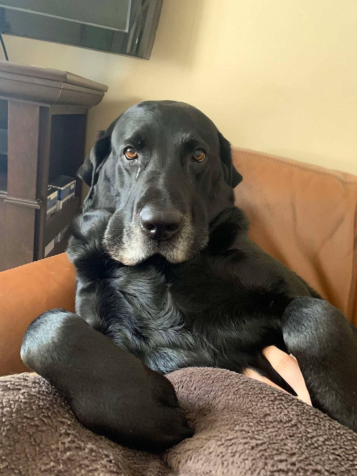 Chunk joined the competition — help win amazing prizes! borador, canidae, carnivore, comfort, companion_dog, dog, dog_breed, fur, guard_dog, gun_dog, hunting_dog, pointing_breed, retriever, sleeper_chair, sporting_group, whiskers, working_animal, working_dog