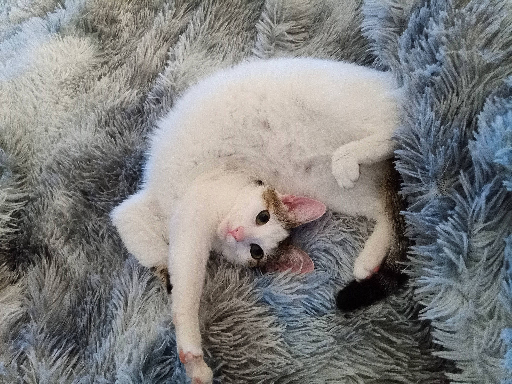 Cookie a rejoint le concours — aidez-le/la à gagner de superbes lots ! canidae, carnivore, cat, claw, domestic_short_haired_cat, fang, felidae, fur, paw, small_to_medium_sized_cats, snout, tail, terrestrial_animal, water, whiskers, wildlife