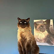 Olaf a rejoint le concours — aidez-le/la à gagner de superbes lots ! cat, siamese_cat, feline, pet, animal, portrait, indoor, blue_wall, wooden_beam, photograph, framed_photo, sitting, fur, whiskers, eyes, table, domestic_animal, cute, companion, closeup