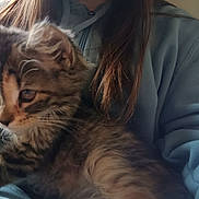 Tiger joined the competition — help win amazing prizes! animal, blue_hoodie, cat, closeup, companion, cozy, cute, fur, furry, human, indoor, kitten, person, pet, portrait, resting, soft_light, tabby, whiskers, young_animal