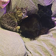 Kitty And Lucky is registered to the contest to win money with this photo: cat, tabby_cat, black_cat, pets, animals, feline, resting, quilt, blanket, snuggling, indoor, cozy, fur, cute, companion, two_animals, relaxed, sitting, soft_lighting, domestic