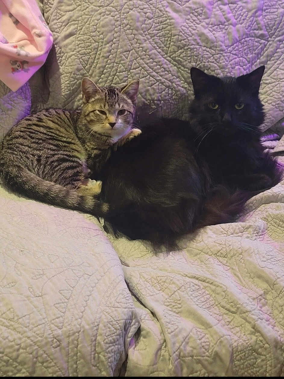 Kitty And Lucky