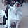 Choupette