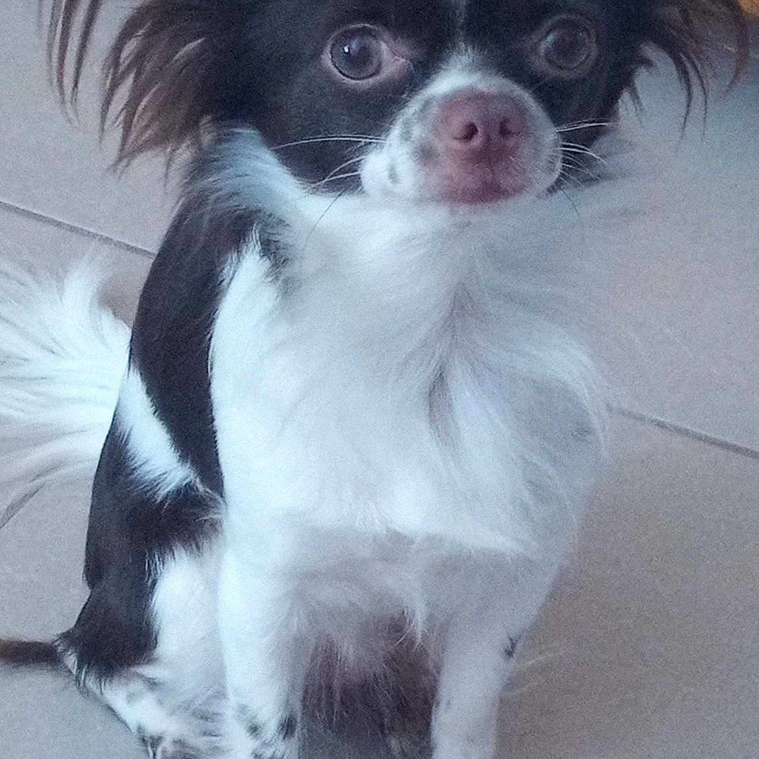 Choupette