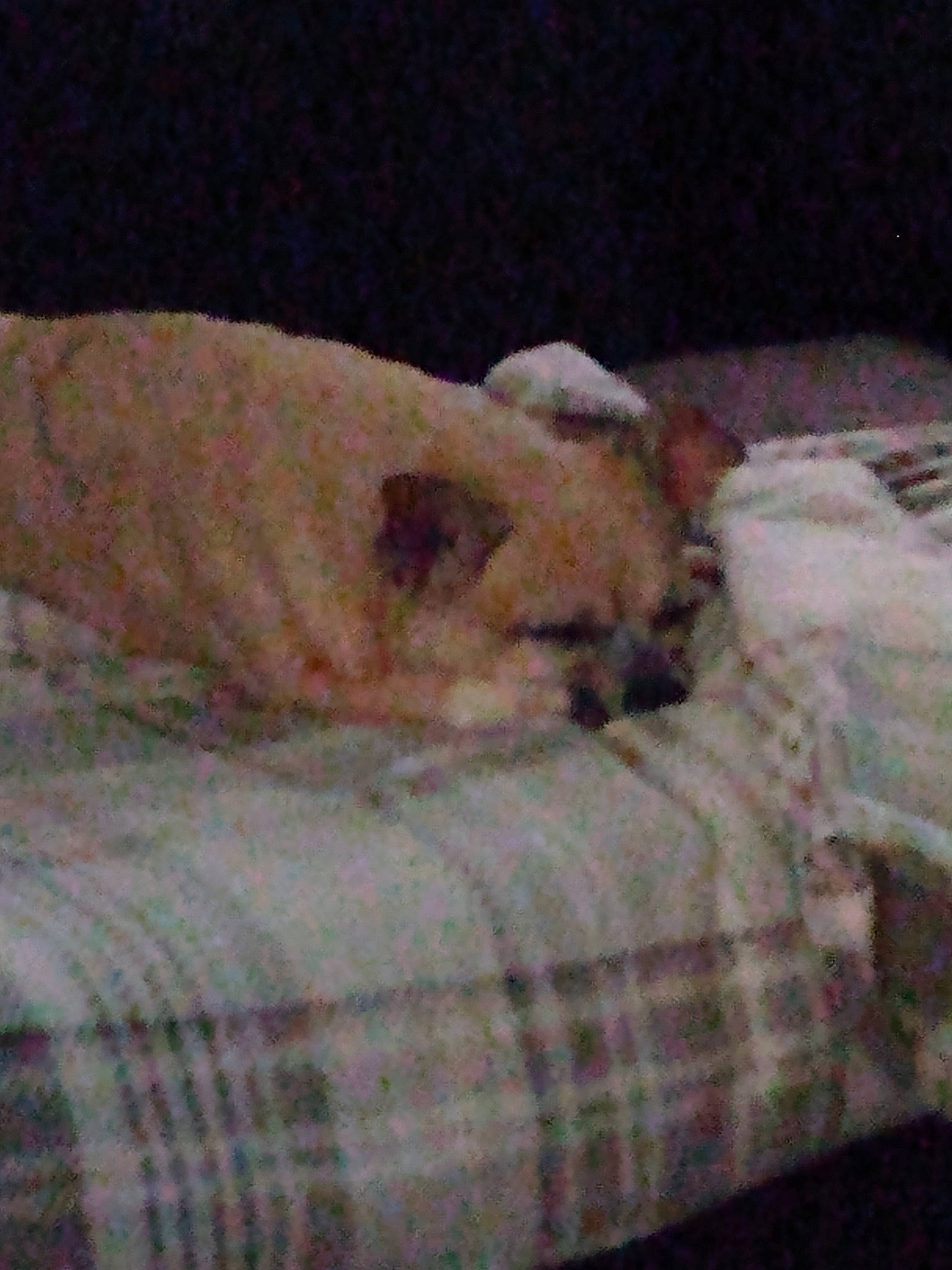 Gypsy joined the competition — help win amazing prizes! canidae, carnivore, comfort, companion_dog, dog, dog_breed, dog_supply, fawn, felidae, non_sporting_group, pattern, paw, plaid, sporting_group, tartan, terrestrial_animal, toy_dog