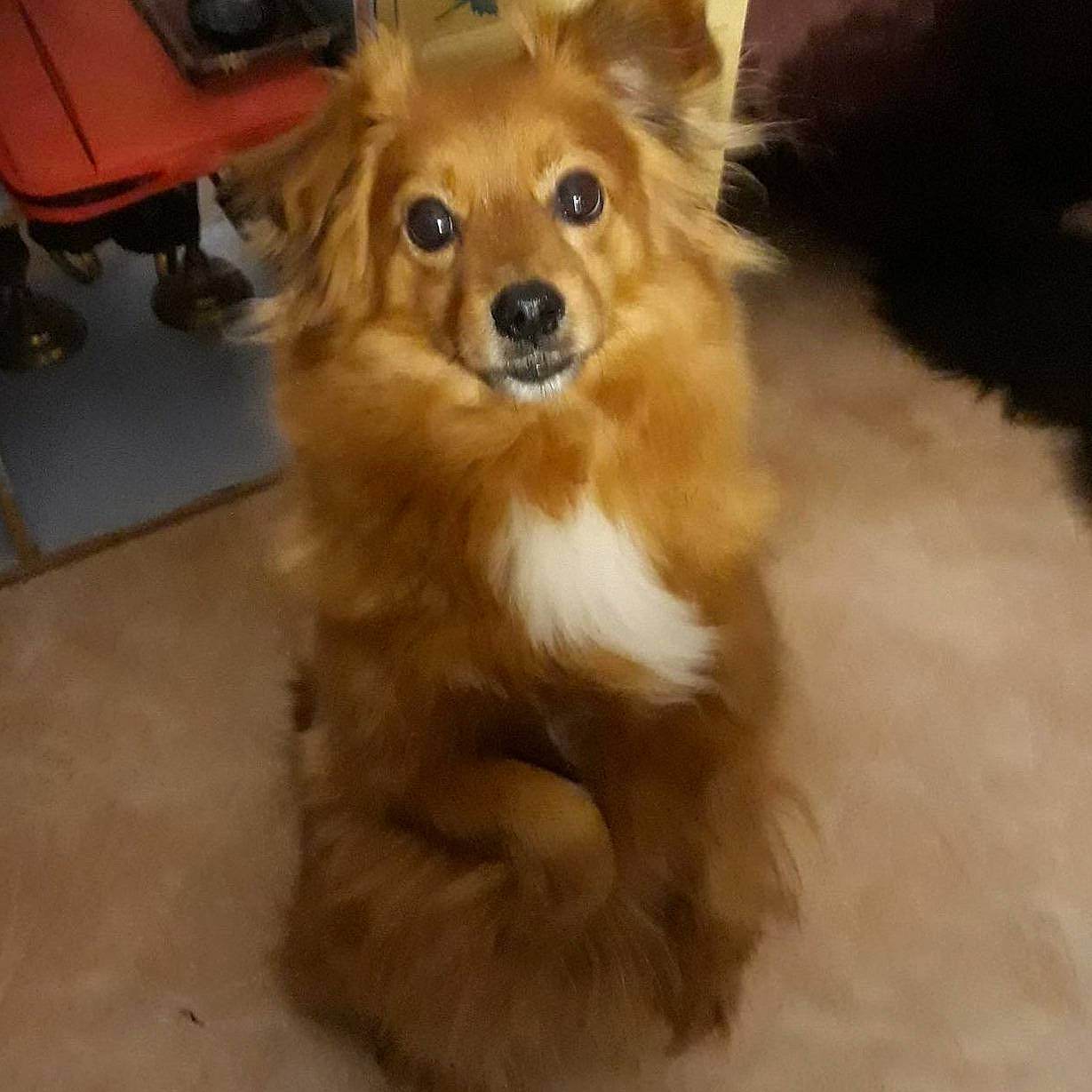 Elliot Dis Chouchou a rejoint le concours — aidez-le/la à gagner de superbes lots ! canidae, carnivore, companion_dog, dog, dog_breed, fawn, fur, german_spitz, german_spitz_mittel, mammal, pomeranian, puppy, rare_breed_dog, small_greek_domestic_dog, snout, spitz, sporting_group, vertebrate, volpino_italiano, whiskers