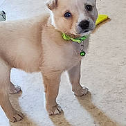 Sugar Girl is registered to the contest to win money with this photo: puppy, dog, pet, collar, bell, light_brown, fur, floor, indoor, cute, young, animal, standing, looking, curious, small, domestic, adorable, companion, playful