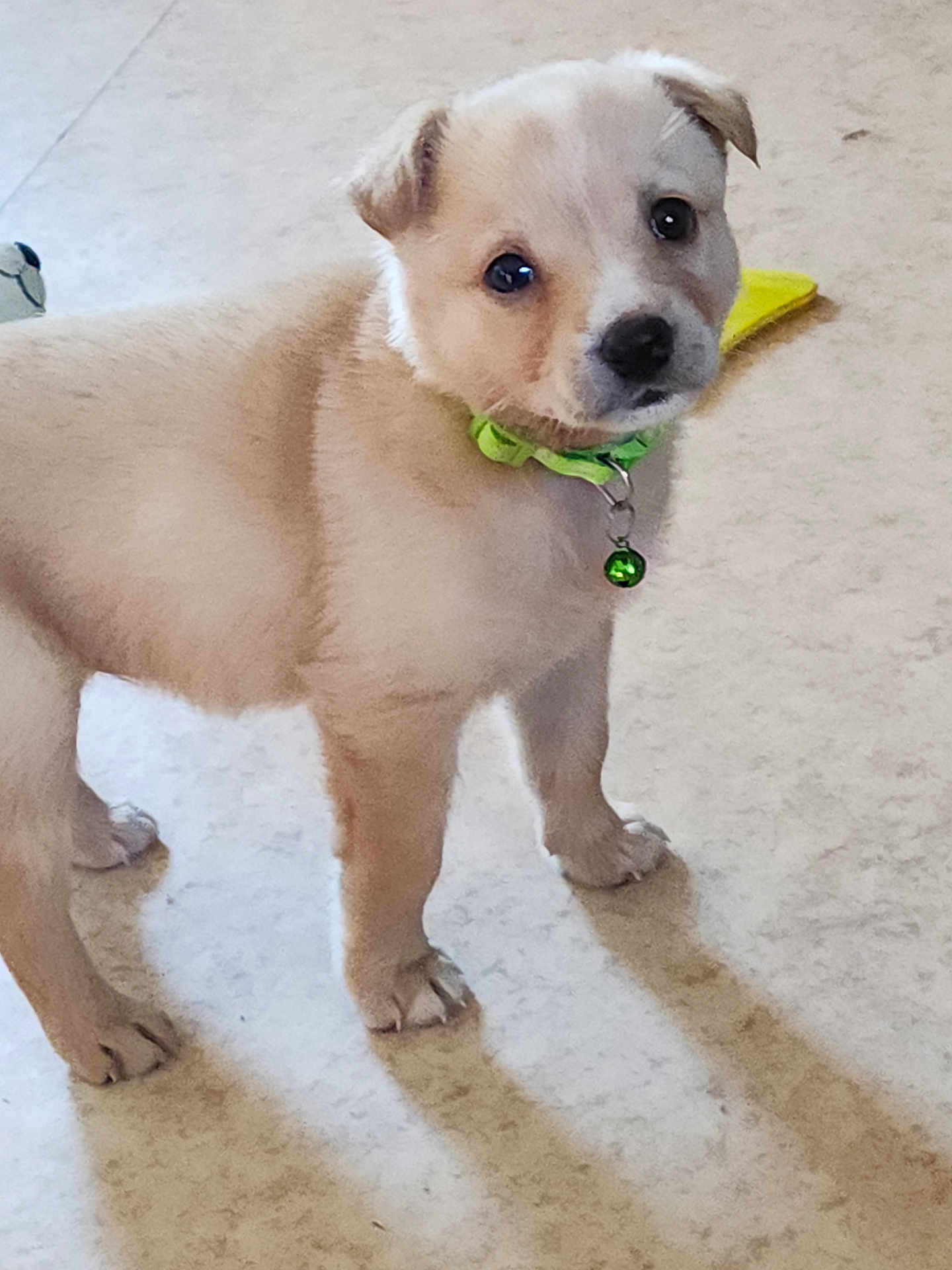 Sugar Girl is registered to the contest to win money with this photo: puppy, dog, pet, collar, bell, light_brown, fur, floor, indoor, cute, young, animal, standing, looking, curious, small, domestic, adorable, companion, playful