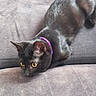 Minuit a rejoint le concours — aidez-le/la à gagner de superbes lots ! animal, black_cat, cat, close_up, couch, cozy, ears, feline, fur, furniture, golden_eyes, home, indoor, lying_down, pet, portrait, purple_collar, resting, sofa, whiskers