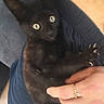black_cat, kitten, claws, hand, rings, shorts, person, feline, pet, cute, indoor, close_up, animal, young_cat, holding, playful, domestic_cat, fur, whiskers, eyes