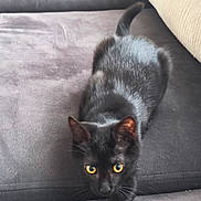 Minuit participe au concours pour gagner de l'argent avec cette photo : alert, animal, black_cat, black_fur, cat, couch, curious, domestic_animal, ears, feline, furniture, golden_eyes, indoor, living_room, paws, pet, portrait, sofa, tail, whiskers