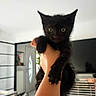kitten, black_cat, hand, indoor, curious, ears, paw, wide_eyes, modern_home, television, furniture, animal, pet, cute, small, held_up, living_room, domestic_cat, young, alert