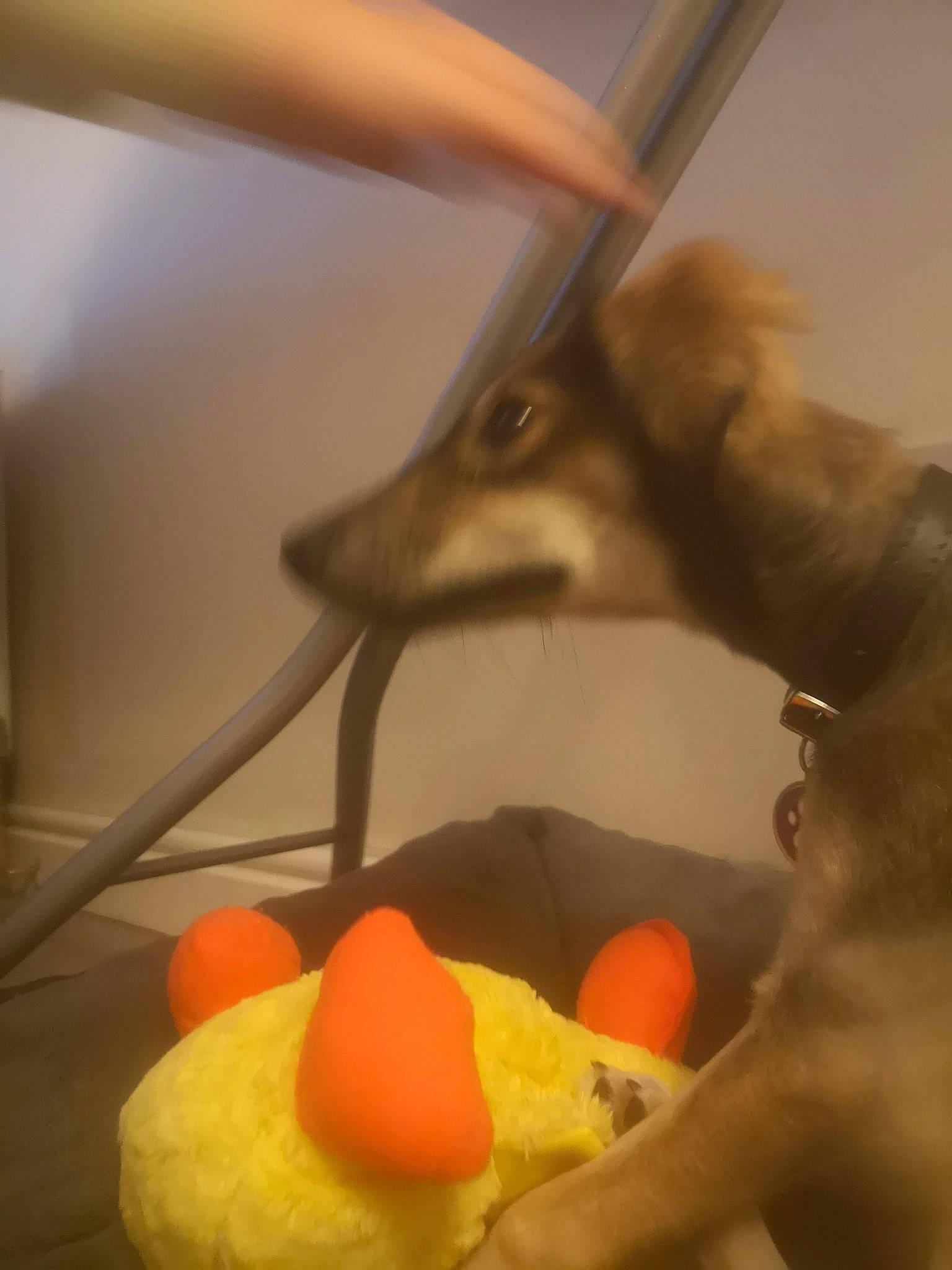 Lilah is registered to the contest to win money with this photo: beak, bird, carmine, claw, comfort_food, feather, finger_food, flightless_bird, food, fur, ingredient, junk_food, mammal, recipe, still_life_photography, sweetness, tail, toy, vertebrate, wing