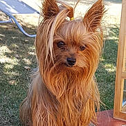 Gena a rejoint le concours — aidez-le/la à gagner de superbes lots ! dog, yorkshire_terrier, small_dog, long_hair, brown_fur, outdoor, sunny, backyard, grass, fence, pet, animal, cute, portrait, sitting, brick, curious, canine, fur, leisure