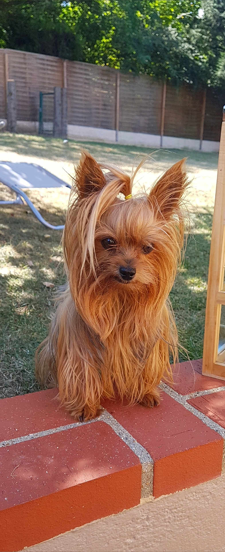 Gena a rejoint le concours — aidez-le/la à gagner de superbes lots ! dog, yorkshire_terrier, small_dog, long_hair, brown_fur, outdoor, sunny, backyard, grass, fence, pet, animal, cute, portrait, sitting, brick, curious, canine, fur, leisure