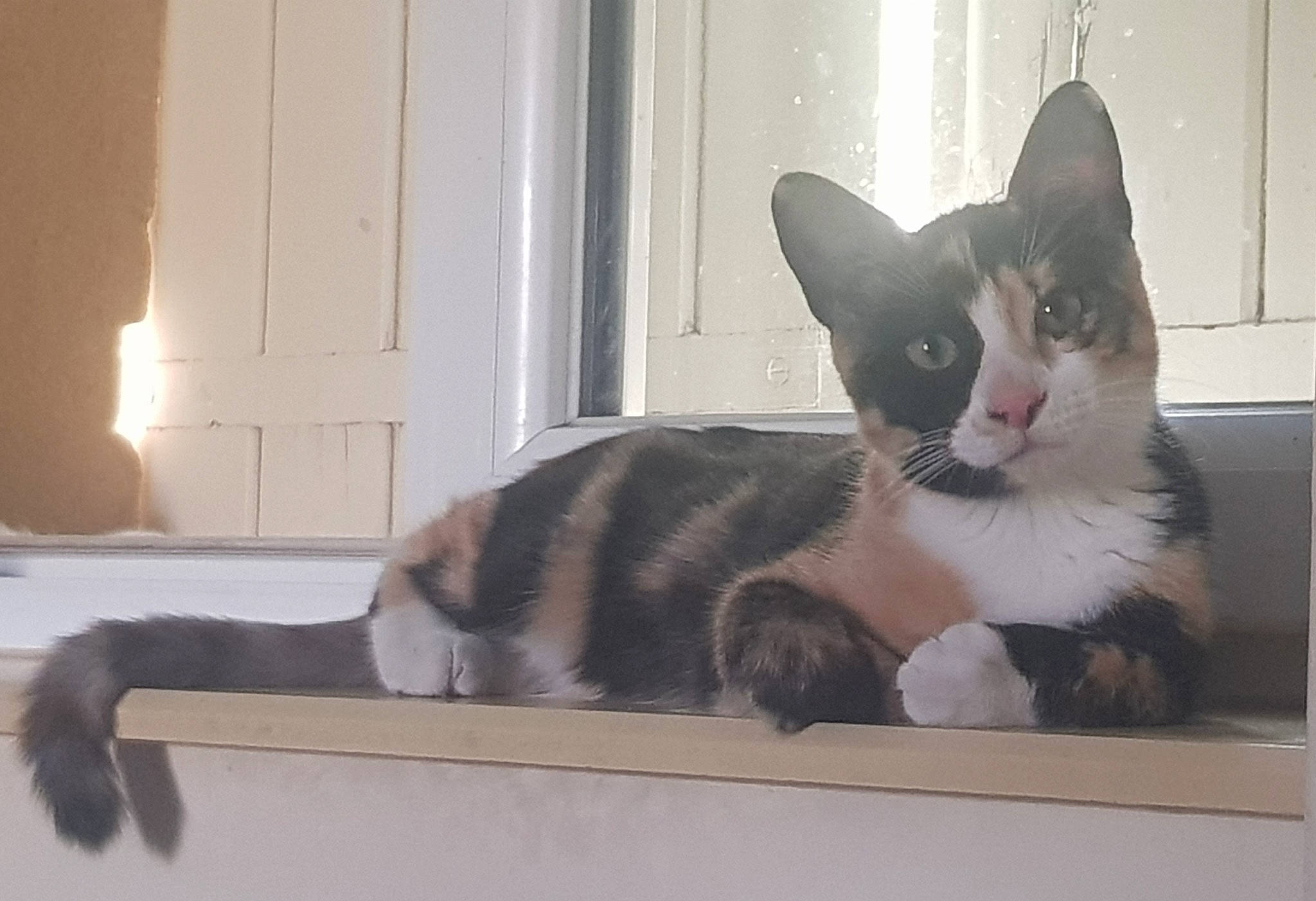 Cookie