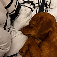 Max joined the competition — help win amazing prizes! bed, bedding, blanket, brown_fur, closeup, cozy, dog, ear, fur, indoor, nap, nose, paw, peaceful, pet, puppy, sleeping, sleeping_pose, striped_pattern, textile