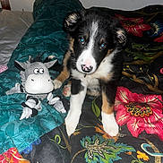 Finn joined the competition — help win amazing prizes! puppy, dog, toy, stuffed_animal, bedspread, floral_pattern, black, white, brown, pet, cute, indoor, animal, playful, young_dog, nose, ears, paws, collar, bed